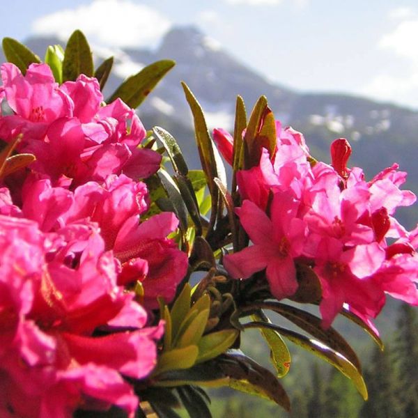 Almrosenblüte auf den Almen im Lungau